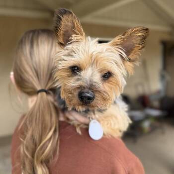 Yorkshire Terrier Dogs Available for Adoption in Ramona, California - Tony Hawk | PetCurious