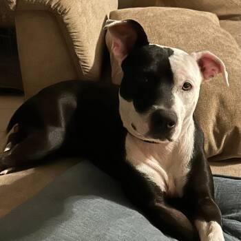 American Staffordshire Terrier Dogs Available for Adoption in Washington, Pennsylvania - Stevie | PetCurious