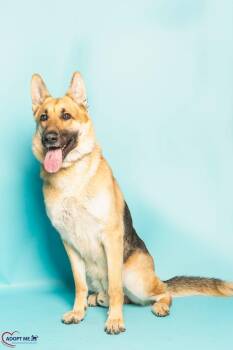 Mixed Breed Dogs Available for Adoption in Alexandria, Virginia - Akanji | PetCurious