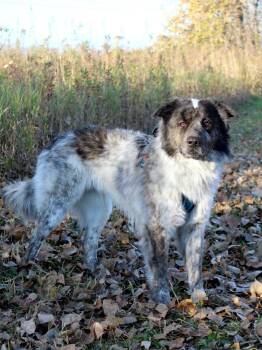 Rescue Australian Shepherd Dogs for Adoption in Savage, Minnesota - George | PetCurious