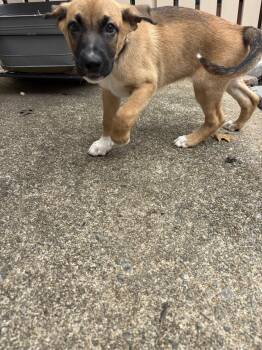 Heinrich -  Boxer and German Shepherd Dog Dog for Adoption in Herndon, Virginia - Heinrich | PetCurious