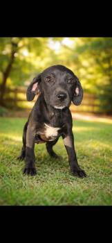 Black Labrador Retriever Dogs Available for Adoption - Tortellini  | PetCurious