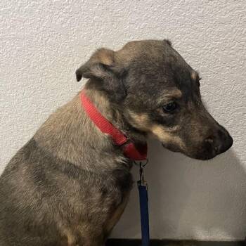 Michael -  Shepherd and Mixed Breed Dog for Adoption in Port Charlotte, Florida - Michael | PetCurious