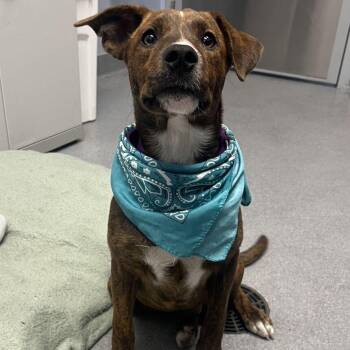 Tweety -  Mixed Breed Dog for Adoption in Canal Winchester, Ohio - Tweety | PetCurious