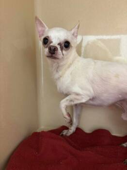 Rescue Chihuahua Dogs for Adoption in Milton, Georgia - Charmin Softie | PetCurious