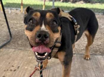 Fendi -  Mixed Breed Dog for Adoption in Georgetown, Texas - Fendi | PetCurious