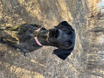 German Shorthaired Pointer Dogs Available for Adoption - Roxie | PetCurious