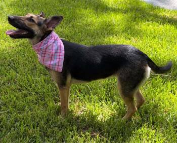 June -  Shepherd Dog for Adoption in Longview, Texas - June | PetCurious