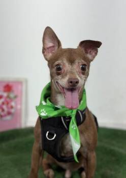 Bruce Willis-One of our Amazing Rescue Dogs -  Chihuahua and Mixed Breed Dog for Adoption in Carlsbad, California - Bruce Willis-One Of Our Amazing Rescue Dogs | PetCurious