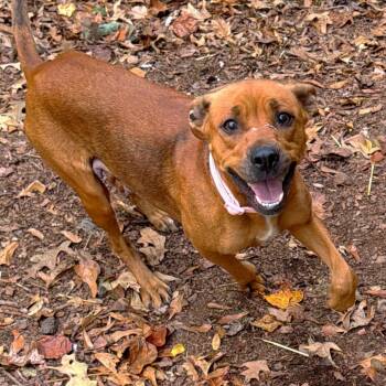 Rescue Mixed Breed Dogs for Adoption in Brownsboro, Alabama - Dot's | PetCurious