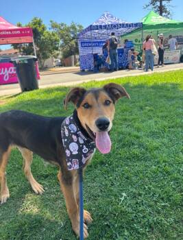 Rescue Doberman Pinscher and German Shepherd Dog Dogs for Adoption in Claremont, California - Tyr | PetCurious