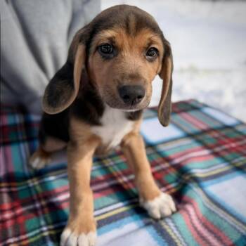 Hound Dogs Available for Adoption - CT Jackson Avail Feb 21 (Tractor Supply- Putnam, CT) | PetCurious