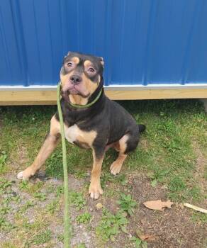 Bob -  Pit Bull Terrier Dog for Adoption in Cleveland, Tennessee - Bob | PetCurious