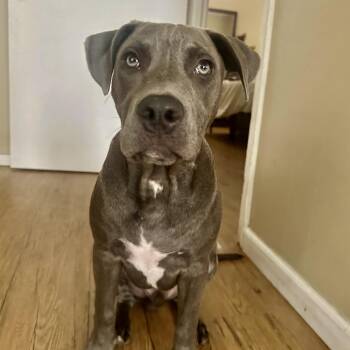 Labrador Retriever and American Staffordshire Terrier Dogs Available for Adoption in Houston, Texas - Dobby  | PetCurious