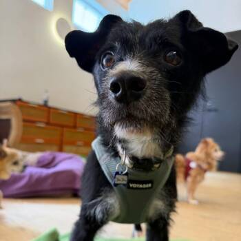 John John 14565 -  Terrier Dog for Adoption in San Francisco, California - John John 14565 | PetCurious