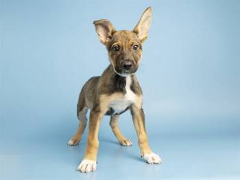 FLOWER -  German Shepherd Dog and Mixed Breed Dog for Adoption in Phoenix, Arizona - FLOWER | PetCurious
