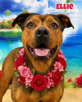Ellie -  Mixed Breed Dog for Adoption in Flint, Michigan - Ellie | PetCurious