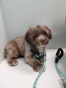 Romeo -  Shih Tzu Dog for Adoption in Spring, Texas - Romeo | PetCurious