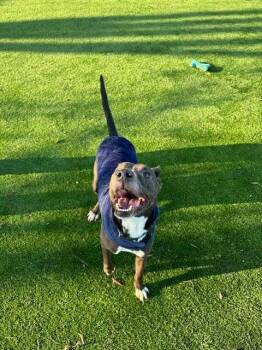 Greyhound and Mixed Breed Dogs Available for Adoption in Calgary, Alberta - Hoss | PetCurious