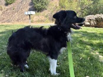Bo -  Pomsky Dog for Adoption in Kellogg, Idaho - Bo | PetCurious