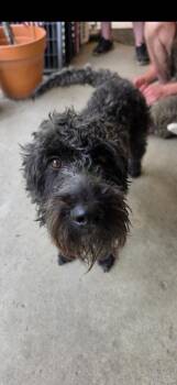 Stevie -  Border Collie Dog for Adoption in Indianapolis, Indiana - Stevie | PetCurious
