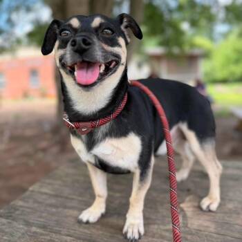 Washington Stray Hold 7/26 -  Mixed Breed Dog for Adoption in Huntington, West Virginia - Washington Stray Hold 7/26 | PetCurious