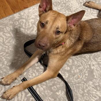 Hazel -  Shepherd Dog for Adoption in Plainfield, Illinois - Hazel | PetCurious