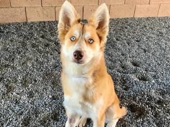 Siberian Husky and Mixed Breed Dogs Available for Adoption in Moreno Valley, California - FLAME | PetCurious