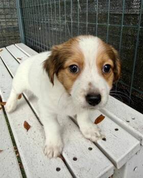 Mixed Breed Dogs Available for Adoption - Kevin Jonas | PetCurious