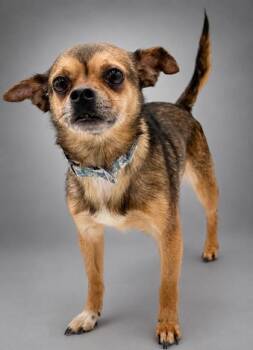Pablo -  Chihuahua and Mixed Breed Dog for Adoption in Bowling Green, Kentucky - Pablo | PetCurious