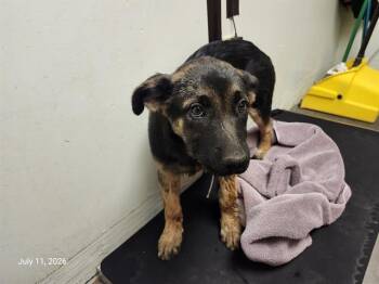 MBAPPE* -  Belgian Shepherd Malinois and Catahoula Leopard Dog Dog for Adoption in Santa Cruz, California - MBAPPE* | PetCurious