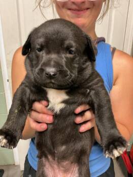 Socks -  Labrador Retriever and Mixed Breed Dog for Adoption in Dyersburg, Tennessee - Socks | PetCurious