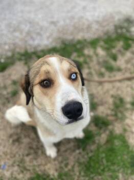 Husky Dogs Available for Adoption in Evansville, Indiana - Bodie | PetCurious