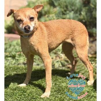 Roo CORB -  Chihuahua Dog for Adoption in Inglewood, California - Roo CORB | PetCurious
