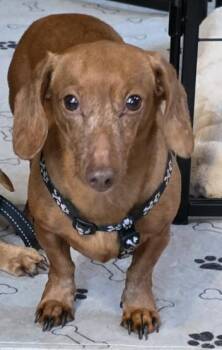 Hannah -  Dachshund Dog for Adoption in West Columbia, South Carolina - Hannah | PetCurious