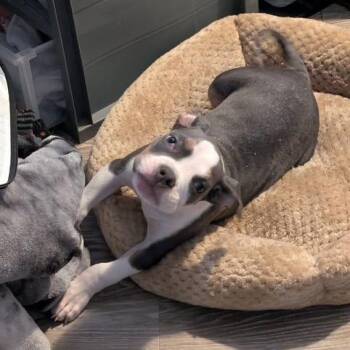 Addie -  American Staffordshire Terrier Dog for Adoption in Raleigh, North Carolina - Addie | PetCurious