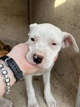 Pit Bull Terrier and Mixed Breed Dogs Available for Adoption - A471083 | PetCurious