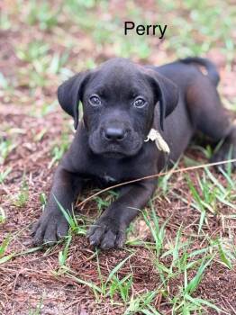 Labrador Retriever and Mixed Breed Dogs Available for Adoption in St. Augustine, Florida - Peridot AKA Perry | PetCurious