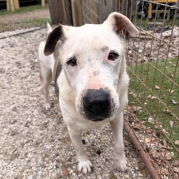 Charlie Sr. -  American Bulldog and Labrador Retriever Dog for Adoption in Magnolia, Texas - Charlie Sr. | PetCurious