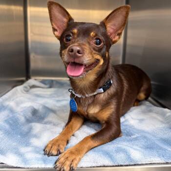 Grizzel -  Chihuahua and Mixed Breed Dog for Adoption in Fredericksburg, Virginia - Grizzel | PetCurious