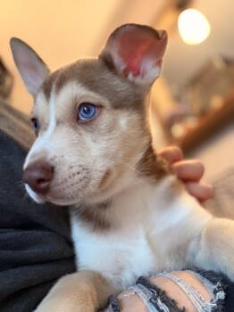 Husky and German Shepherd Dog Dogs Available for Adoption - Chip! Sweet Easy Boy!  | PetCurious