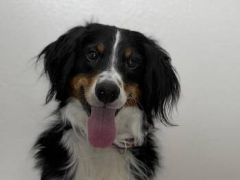 Bernese Mountain Dog and Poodle Dogs Available for Adoption in Portland, Oregon - Murphy | PetCurious