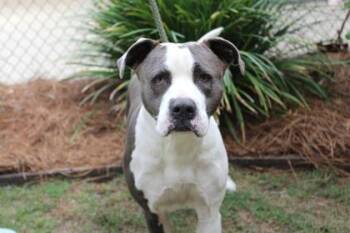 American Bulldog and Mixed Breed Dogs Available for Adoption in Brunswick, Georgia - Jupiter | PetCurious