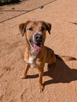 German Shepherd Dog Dogs Available for Adoption - Buck | PetCurious