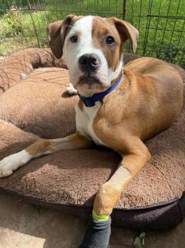 Grimm -  Boxer and Mixed Breed Dog Available for Adoption in Warr Acres, Oklahoma - Grimm | PetCurious