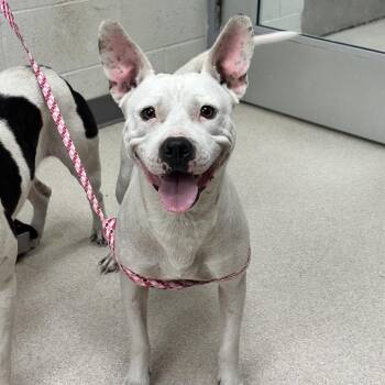 Lily -  American Staffordshire Terrier Dog for Adoption in Evansville, Indiana - Lily | PetCurious