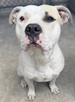 Pit Bull Terrier Dogs Available for Adoption in Chicago, Illinois - Beckett | PetCurious