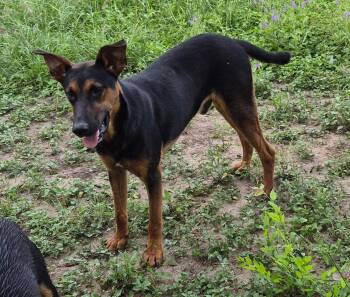 German Shepherd Dog and Doberman Pinscher Dogs Available for Adoption in Mcallen, Texas - Pretzel | PetCurious