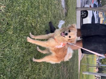 Chihuahua and Poodle Dogs Available for Adoption - Sandy  | PetCurious