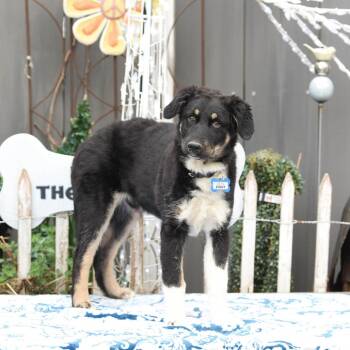 Husky and Labrador Retriever Dogs Available for Adoption - Ziggy | PetCurious